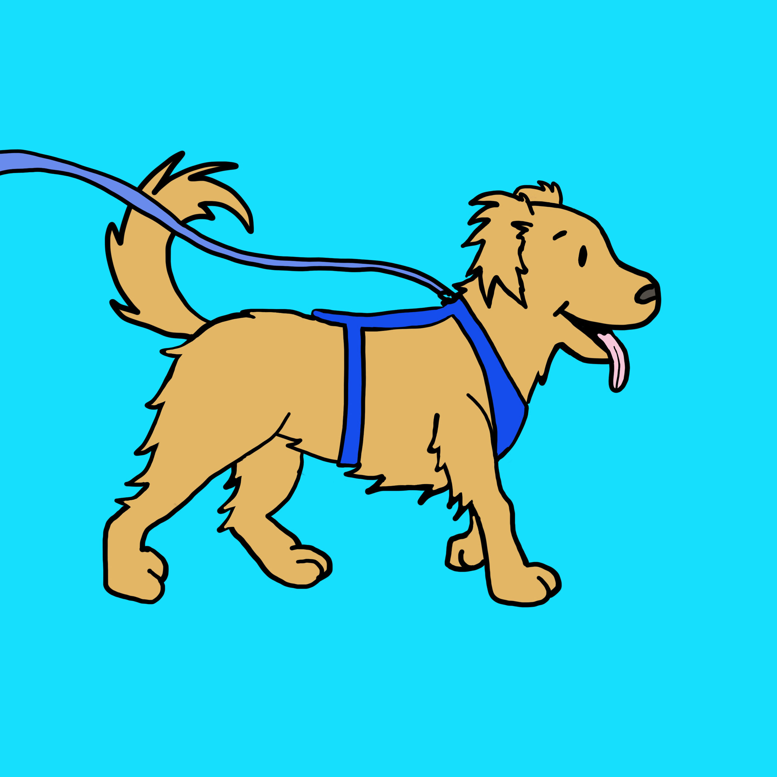 Scruffy Puppy out for a walk in a blue harness, tongue out, leash trailing behind him